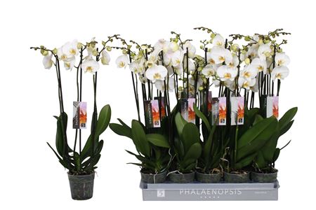 Phal 3st White 22+ (by-5)