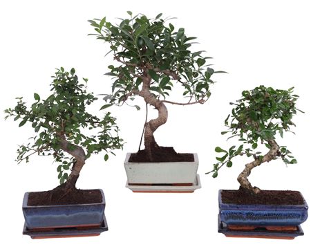 Bonsai Mix In Ceramic S-shape With Saucer
