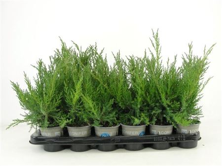 Juniperus Chin Blaauw