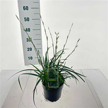 Carex Irish Green