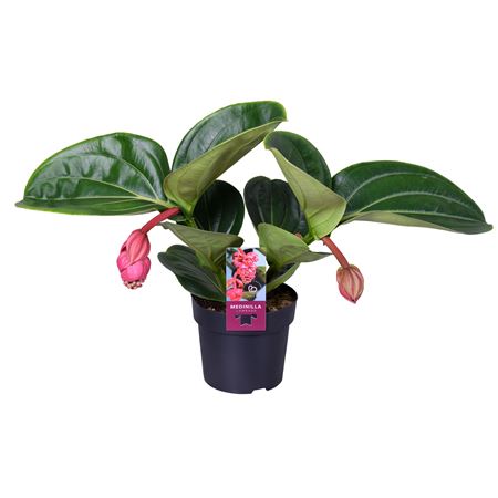 Medinilla Magnifica Lambada 2 Etage 2+