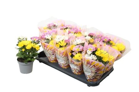 Chrysant Sollinea Carnaval