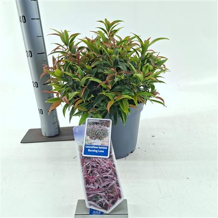 Leucothoë Keiskei Burning Love