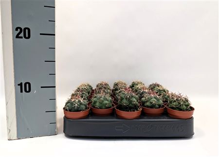 Thelocactus Hexaedrophorus