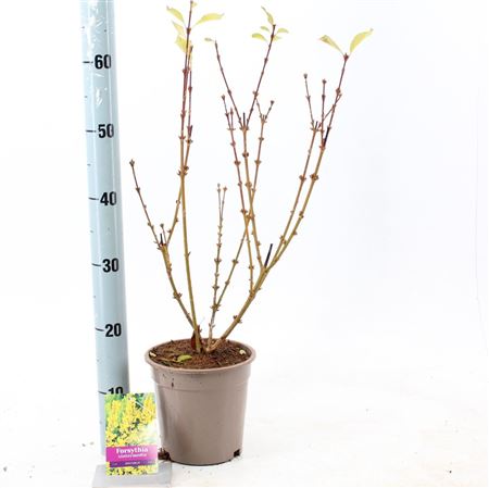 Forsythia Intermedia Spectabilis