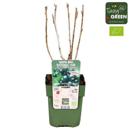 Ribes Nigrum Black Marble Bio