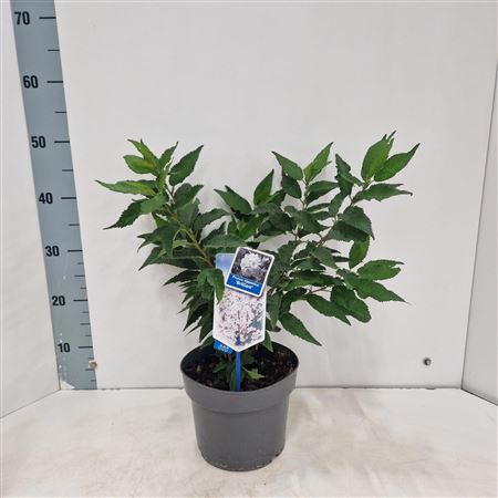 Prunus Nipponica Brillant
