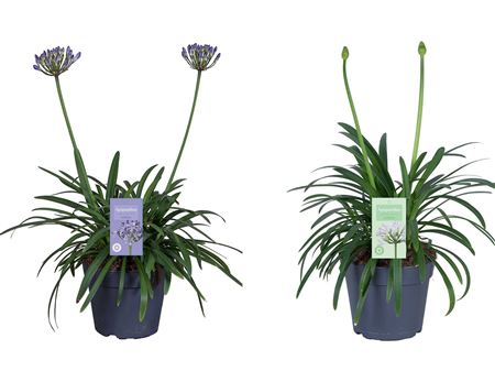 Agapanthus Summer Love Mix