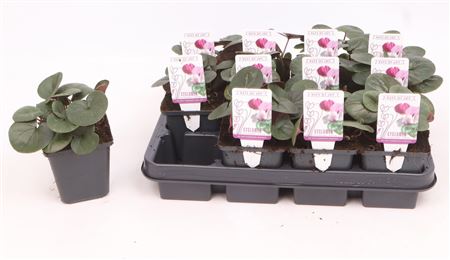 Cyclamen Coum Light Rose