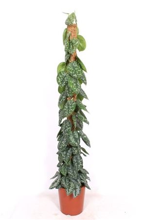 Scindapsus Trebie Piramide