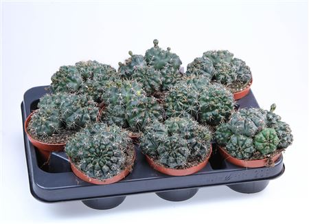 Gymnocalicium Baldianum