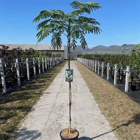 Albizia Julibrissin Tropical Dream