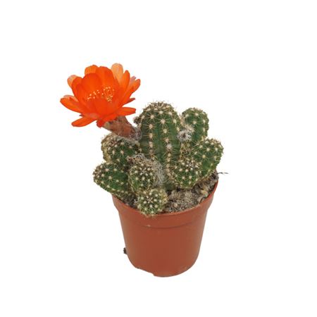 Chamaecereus Ubink Red Flowering