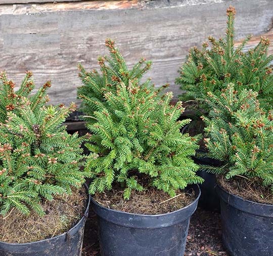 Ель обыкновенная Пигмеа