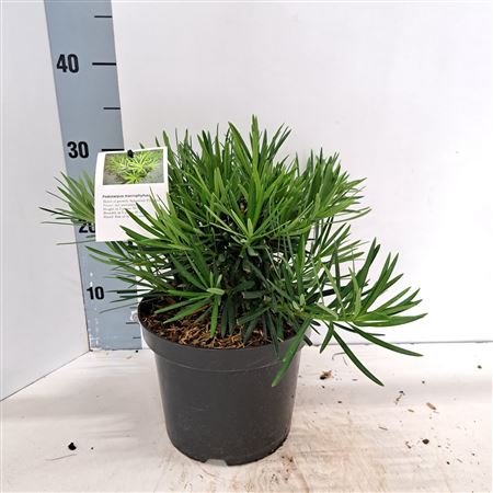 Podocarpus Macrophyllus
