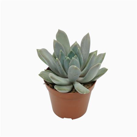 Pachyveria Draco 13 Cm