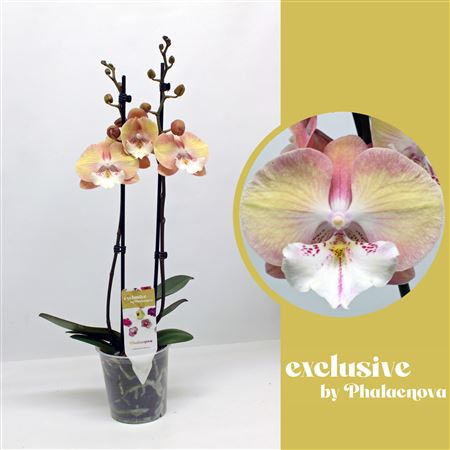 Phal 2st Tina 16+ (phalaenova)