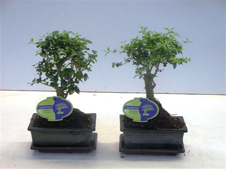 Bonsai Ligustrum Sinensis, With Drip
