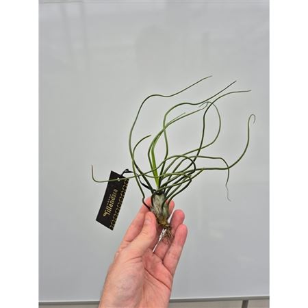 Tillandsia Bulbosa Xl Met Label