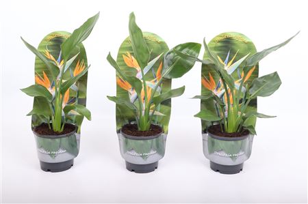 Strelitzia Reginae In Sleeve