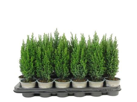 Chamaecyparis Laws Ellwood's Pillar