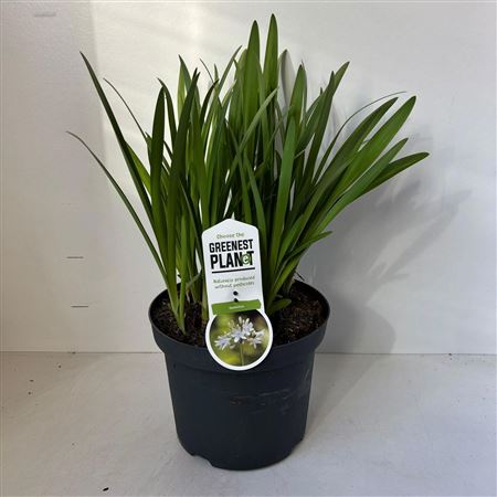 Agapanthus Leicester