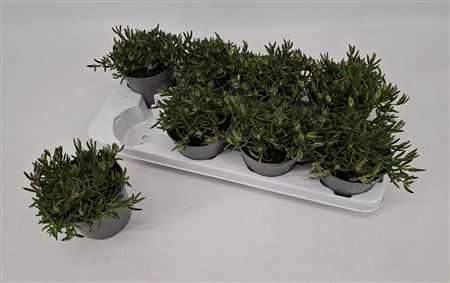 Delosperma Lido Orange With Eye