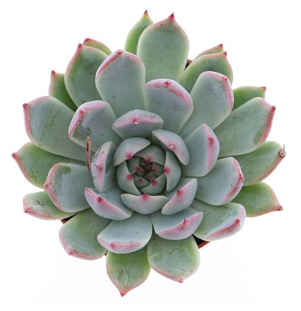 Echeveria Chihuahuaensis