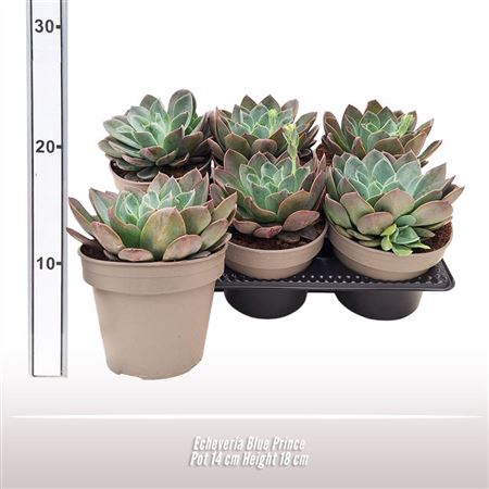 Echeveria Blue Prince