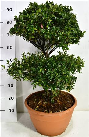 Rhododendron (aj) Sylvester