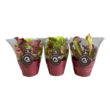 Sarracenia Mix In Transparante Floracup