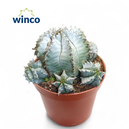 Euphorbia Horrida Alba.