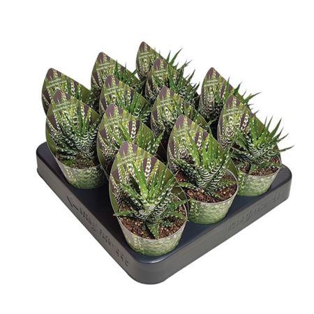 Haworthia Fasciata Big Band Potcover