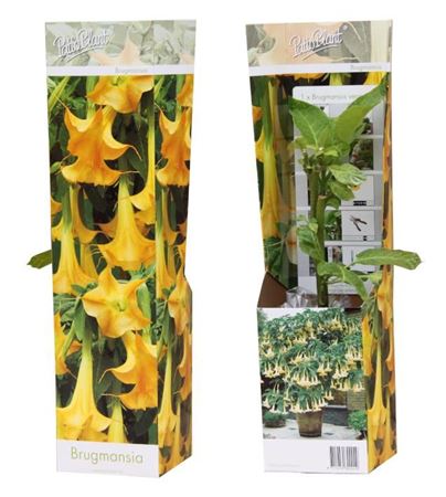Brugmansia Yellow