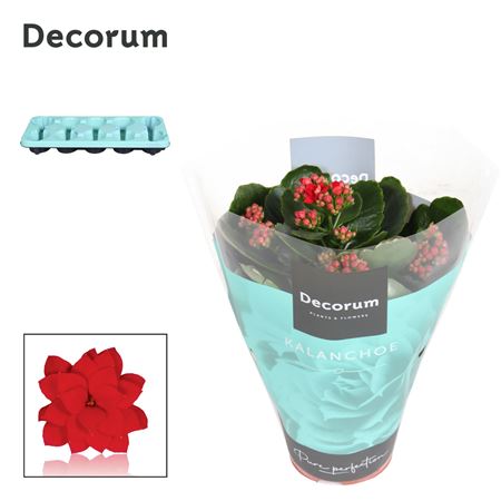 Kal Cal Serenity Red (decorum)
