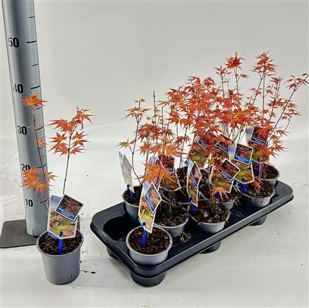Acer Palm Phoenix