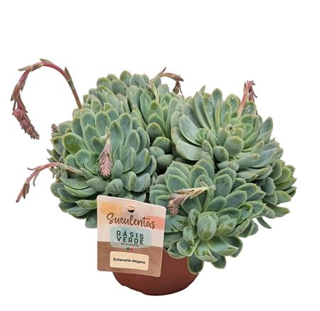Echeveria Elegans Xl