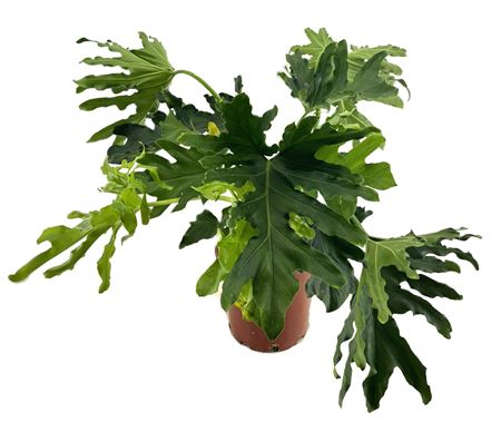 Philodendron
