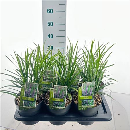 Liriope Muscari Big Blue