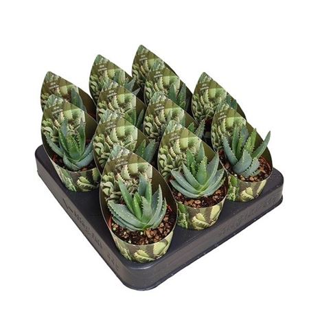 Aloe Brevifolia Potcover