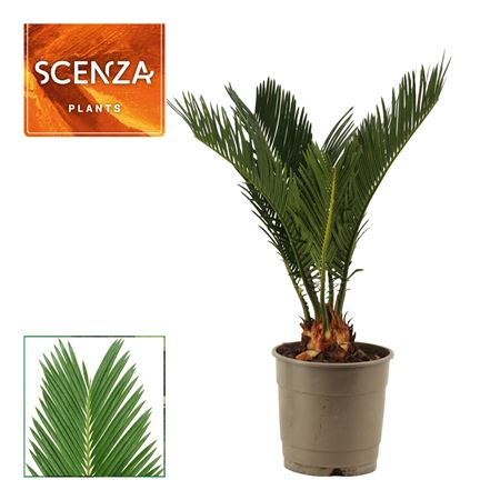 Cycas Revoluta 6+