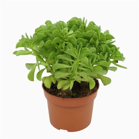 Peperomia Dolabriformis