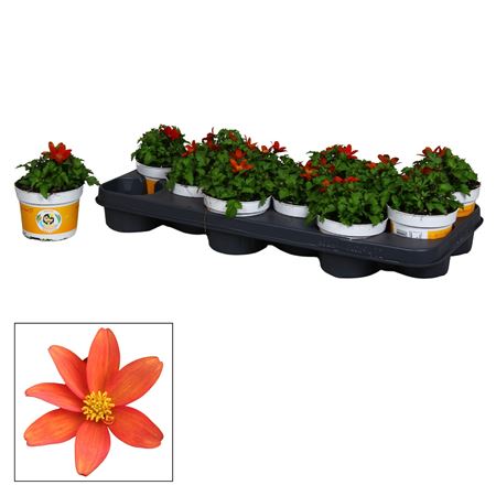 Bidens Red Glow