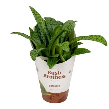 Drimiopsis Kirki Met Potcover