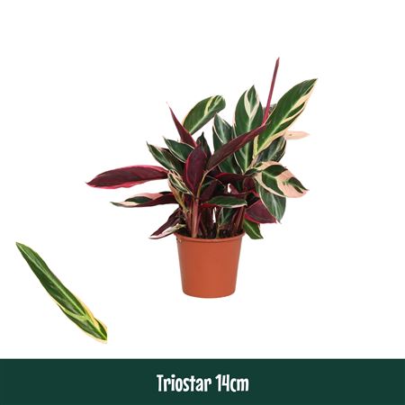 Calathea Triostar