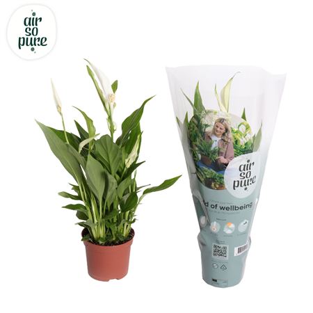 Spath Pearl Cupido 3+