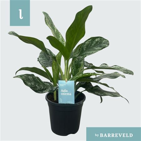 Aglaonema Splash
