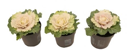 Brassica Smooth White