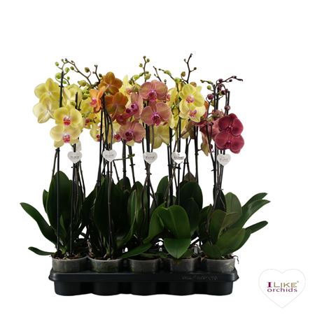 Phal 2st Yellow/orange Mix 16+ (levo)