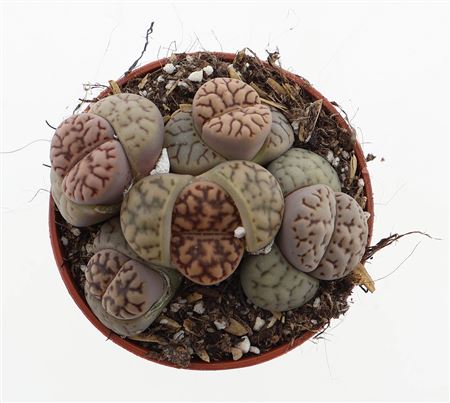 Lithops Bromfieldi